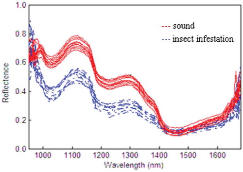 FIGURE 3 Average spectral curves (900–1700 nm) for intact jujubes and insect-infested jujubes.