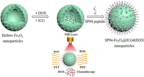 Figure 1 Synthesis of the SP94-Fe3O4@ICG&DOX and its application for NIR laser triggered the combination of phototherapy and chemotherapy.