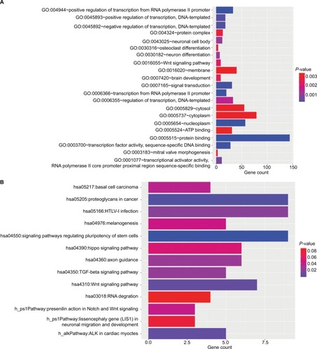 Figure 3 The GO and KEGG results.Notes: (A) The significantly enriched KEGG pathways of target genes; (B) the significantly enriched GO biological processes of target genes.Abbreviations: GO, Gene Ontology; KEGG, Kyoto Encyclopedia of Genes and Genomes.