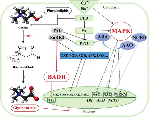 Figure 3. The function of BADH in the tolerance to abiotic stresses via the MAPK signalling pathway, and also metabolic synthesis of glycine betaine in plants (Modified from Yu et al. [Citation47]). Note: AAO, ABA-aldehyde oxidase; ABI, encoding gene for PP2C; APX, ascorbate peroxidase; CAT, catalase; CDPK, Ca2+-dependent calmodulin-independent protein kinase; CMO, choline monooxygenase; MAD, malondialdehyde; MAPK, mitogen-activated protein kinase; NAC, NAC transcription factor; NCED, 9-cis epoxycarotenoid dioxygenase gene; PA, phosphatidic acid; PLD, phospholipase D; POD, peroxidase; PP2C, protein phosphatase 2 C; REL, relative electrolyte leakage; RWC, relative water content; SnRK2, sucrose non-fermenting 1-related protein kinase 2; SOD, superoxide dismutase; WRKY, WRKY transcription factor.