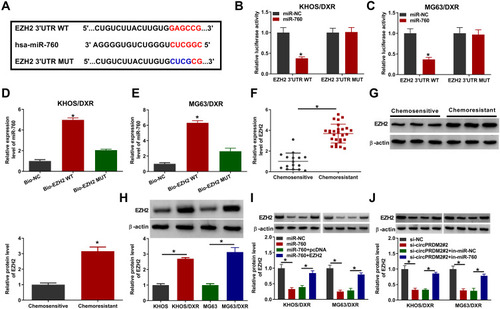 Figure 5 CircPRDM2 sequestered miR-760 to regulate EZH2 expression. (A) The complementary sequences between miR-760 and EZH2 were exhibited. (B–E) The interaction between miR-760 and EZH2 was demonstrated by dual-luciferase reporter assay and RNA pull-down assay. (F and G) The mRNA and protein levels of EZH2 in chemoresistant and chemosensitive OS tissues were measured by qRT-PCR assay and Western blot assay, respectively. (H) The protein level of EZH2 in KHOS, MG63, KHOS/DXR and MG63/DXR cells was measured by Western blot assay. (I) The protein level of EZH2 in KHOS/DXR and MG63/DXR cells transfected with miR-NC, miR-760, miR-760+pcDNA or miR-760+EZH2 was measured by Western blot assay. (J) The protein level of EZH2 in KHOS/DXR and MG63/DXR cells transfected with si-NC, si-circPRDM2#2, si-circPRDM2#2+in-miR-NC or si-circPRDM2#2+in-miR-760 was measured by Western blot assay. *P<0.05.