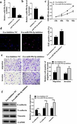 Figure 4. MiR-99b-5p inhibitor transfected HBMSCs-derived exosomes promoted the progression of LNCaP cells. (a and b) HBMSCs were transfected with miR-99b-5p inhibitor or inhibitor NC. The expression of miR-99b-5p in HBMSCs (a) and HBMSCs-derived exosomes (b) was detected by qRT-PCR. (c-f) 20 ug HBMSCs-derived exosomes were used to treat LNCaP cells. (c) The cell viability of LNCaP cells by CCK-8 assay. (d) The proliferation of LNCaP cells by EdU staining assay. Scale bar = 40 μm. (e) The migration and invasion of LNCaP cells by Transwell assay. Scale bar = 100 μm. (f) The expression of exosomes related markers was analyzed by Western blot analysis. * p < 0.05, ** p < 0.01.