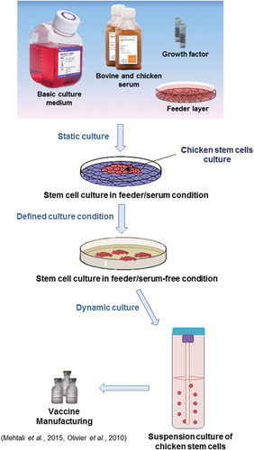 Figure 2. Optimisation of culture conditions for suspension culture of chicken stem cells. Strategies for generating large-scale cultures using feeder-free and serum-free suspension culture.