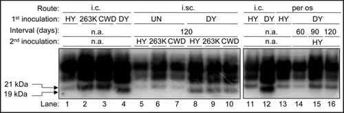 Figure 1 The strain-specific properties of PrPSc correspond to the clinical diagnosis of disease. Western blot analysis of 250 µg brain equivalents of proteinase K digested brain homogenate from prion-infected hamsters following intracerebral (i.c.), sciatic nerve (i.sc.) or per os inoculation with either the HY TME (HY), DY TME (DY), 263K scrapie (263K), hamster-adapted CWD (CWD) agents or mock-infected (UN). The unglycoyslated PrPSc glycoform of HY TME, 263K scrapie and hamster-adapted CWD migrates at 21 kDa. The unglycosylated PrPSc glycoform of DY PrPSc migrates at 19 kDa. Migration of 19 and 21 kDa PrPSc are indicated by the arrows on the left of the figure. n.a., not applicable.