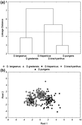 Figure 1. (a) Dendrogram representation of the cluster analysis for the average morphological behaviours for every taxa analysed; and (b) DCA representation for the first roots per taxa analysed.