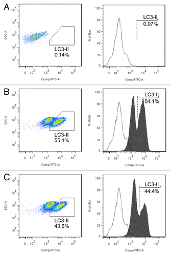Figure 6.MIR142-3p regulates starvation-induced autophagy in Jurtak T cells. Jurkat T cells were transfected with a MIR142-3p inhibitor or control inhibitor (50 nM). After overnight culture, cells were incubated in EBSS for 2 h. Cell pellets were treated with 0.05% saponin to release soluble LC3-I and then incubated with anti-LC3B antibody or isotype control antibody. Flow cytometry was performed after incubation with an Alexa Fluor 488 anti-rabbit secondary antibody. Representative scatter plots and histograms of flow cytometry for the (A) isotype control antibody and for LC3-II in (B) MIR142-3p inhibitor-transfected cells and (C) control inhibitor-transfected cells are presented. LC3-II was increased in cells transfected with the MIR142-3p inhibitor as compared with the control inhibitor. Data represents 2 independent experiments.