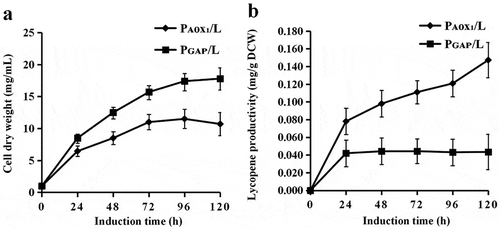 Figure 3. Cell growth and lycopene contents of engineered P. pastoris strains.(a) The cell dry weight of the PAOX1/L and PGAP/L strains cultured in BMMY medium, measured at 0, 24, 48, 72, 96 and 120 h. (b) The lycopene contents of the PAOX1/L and PGAP/L strains cultured in BMMY for 5 days with 1% methanol addition and 1% glucose addition every 24 h, respectively.