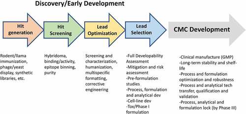 Figure 1. Diagram highlighting various discovery and early development stages for large-molecule therapeutic antibody developability. Later-stage CMC development key deliverables are also listed.