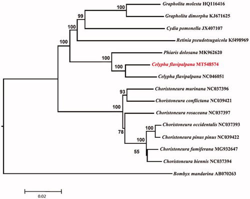 Figure 1. Maximum-Likelihood phylogenetic tree of 14 Tortricidae species including C. flavipalpana based on 15,691 bp of 13 concatenated PCGs. Numbers at nodes are bootstrap values from 1000 replicates.