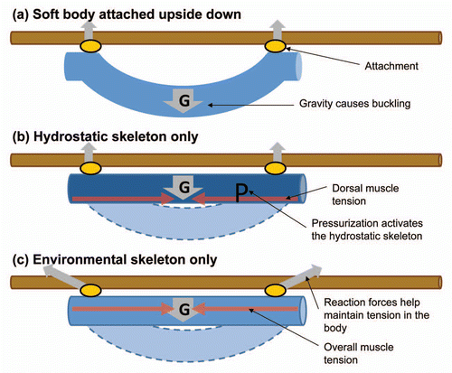 Figure 2 A simple scenario illustrates the difference between using hydrostatic skeleton and environmental skeleton for posture control. (A) A doubly supported soft beam will buckle dramatically under the influence of gravity. (B) Pressurization is one way to increase stiffness and therefore maintaining the linear configuration. The buckling side (dorsal) will experience greater tensile stress according to the beam theory. (C) Alternatively, and overall increase of axial tension can straighten the body without pressurization. Yet the substrate needs to withstand substantial compressive load from the animal without buckling.