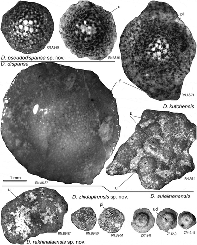Figure 9. External test features of Discocyclina pseudodispansa sp. nov., D. dispansa, D. kutchensis, D. rakhinalaensis sp. nov., D. zindapirensis sp. nov. and D. sulaimanensis from the Drazinda Formation. Specimen RN.A6-1 is the paratype of D. kutchensis (Özcan et al., Citation2016). b: bulges, f: flange, pi: piles, u: umbo, ud: umbonal depression.