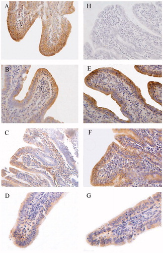 Figure 1. Immunohistochemistry of claudin-1 in duodenum of piglets (×400). Group A was control group and piglets in this group were fed with basal diet; Piglets in groups B, C and D were fed with basal diet + (500, 2000 and 5000 mg/kg·BW) β-conglycinin, respectively; Piglets in groups E, F and G were fed with basal diet + (500, 2000 and 5000 mg/kg·BW) glycinin, respectively; Group H was negative control. The average optical density (OD) value of claudin-1 expression was analysed by the Image-Pro plus 6.0 and as shown in Table 7.