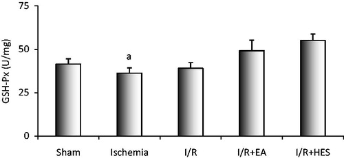 Figure 4. The effects of ischemia, I/R and the treatment with EA, the treatment with hesperidin (HES) on the GSH-Px activity ((a) p < 0.05). The comparison between the ischemia group with other groups is denoted by “a”.