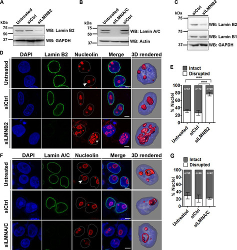 FIG 1 Lamin B2 depletion disrupts nucleolar morphology. (A and B) Western blots (WB) showing siRNA-mediated depletion of lamin B2 (A) and lamin A/C (B). (C) Lamin B1 levels are unaltered upon lamin B2 knockdown. Loading controls were GAPDH (glyceraldehyde-3-phosphate dehydrogenase) and actin. (D) Coimmunostaining of lamin B2 and nucleolin in DLD-1 cells. DAPI counterstains the nucleus. Untreated cells, lamin B2 knockdown cells (siLMNB2), or cells treated with nontargeting siRNA (siCtrl) were used. Representative confocal images of control cells show discrete and intact nucleoli (arrowhead), and siLMNB2 shows disrupted nucleolar morphology (asterisk) (also shown in 3D reconstructions). Scale bars, ∼5 μm. (E) Quantification of nucleolar morphologies shows a significant increase in disrupted nucleoli upon lamin B2 knockdown (***, P < 0.001 by Fisher's exact test of proportions) (number of independent biological replicates [N] = 3; n, number of nuclei). Error bars indicate standard errors of means (SEM). (F) Coimmunostaining of lamin A/C and nucleolin. No change in nucleolar morphology was observed upon siLMNA/C (arrowhead) or siCtrl treatment (also shown in 3D reconstructions). Scale bars, ∼5 μm. (G) Quantification of nucleolar morphologies upon lamin A/C knockdown (P > 0.05 by Fisher's exact test of proportions) (N = 2; n, number of nuclei). Error bars indicate standard deviations (SD).