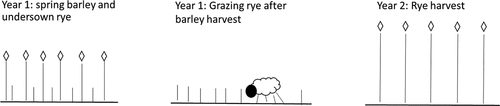 Figure 2. An example of an intercropping system with the ‘Svedjeråg’ rye landrace (described further in text).