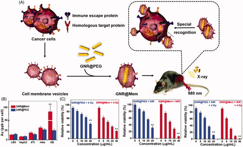 Figure 4. (A) Schematic illustration of the preparation of the cell membrane-coated gold nanorods, their accumulation in tumor tissues and cells, and their application in tumor photothermal therapy and radiotherapy. (B) Gold concentration in different cells treated with GNR@PEG or GNR@Mem for 24 h. Relative viability of KB cells incubated with various concentrations of GNR@PEG or GNR@Mem for 24 h, and then treated with C) X-rays (4 Gy), 980 nm NIR light, and X-rays + NIR light. Copyright 2020, Royal Society of Chemistry (Sun et al., Citation2020).