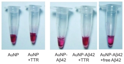 Figure 2 Confirmation of Aβ42 conjugation to AuNP and induction of AuNP–Aβ42 precipitates by Aβ42 aggregation. A) Verification of biotin–Aβ42 conjugation to streptavidin-AuNP by dot blot analysis. B) After 48 hours incubation, visible AuNP–Aβ42 precipitates formed in the bottom of the tubes and the supernatant became clear; no precipitate was observed in the AuNP control. C) Optical density of supernatant as a quantitative indicator of AuNP–Aβ42 precipitation (Paired t-test, ***P < 0.0001). D) ThT binding assay to measure and quantify Aβ42 aggregation, reflected by significantly increased ThT binding in AuNP–Aβ42 (**P < 0.005).Abbreviations: Aβ42, amyloid β42; AuNP, gold nanoparticle; ThT, thioflavin T.