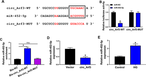 Figure 3 Circ_Arf3 targeted regulating miR-452-5p. (A) The complementary sequences between miR-452-5p and circ_Arf3 were shown. (B) Dual-luciferase reporter assays were performed to confirm the association between miR-452-5p and circ_Arf3. (C) The relationship between miR-452-5p and circ_Arf3 was verified by RNA pull-down assay. (D) qRT-PCR was carried out to measure the effect of circ_Arf3 on miR-452-5p expression. (E) qRT-PCR was carried out to measure the effect of HG treatment on miR-452-5p expression. *P<0.05.