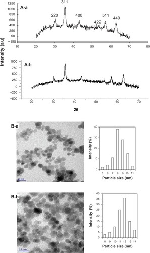 Figure 2 X-ray diffraction pattern (A) and transmission electron microscopic images (B) of bare-SPIONs (a) and PGA-SPIONs (b).Abbreviations: SPIONs, superparamagnetic iron oxide nanoparticles; PGA-SPIONs, poly(γ-glutamic acid)-superparamagnetic iron oxide nanoparticles.