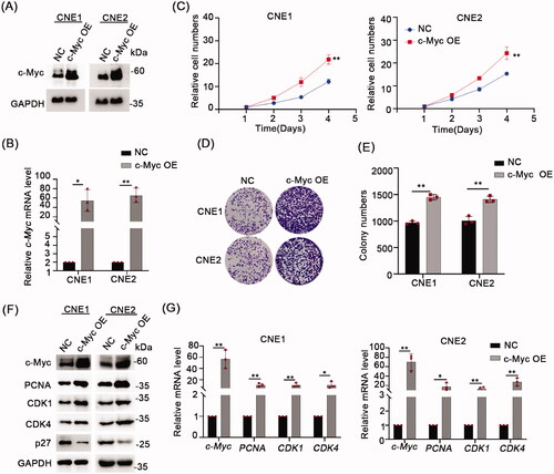 Figure 2. Overexpression c-Myc inhibits NPC cells proliferation. (A) Western blot analyses were used to analyze c-Myc protein expression in CNE1 and CNE2 cells stablely expressing c-Myc. (B) qRT-PCR was used to analyze c-Myc mRNA level in CNE1 and CNE2 cells stably expressing c-Myc. (C) CCK-8 assay indicated that c-Myc overexpression significantly increased cell proliferation ability in CNE1 and CNE2 cells. (D,E) c-Myc overexpression promoted colony formation ability in CNE1 and CNE2 cells stably expressing c-Myc. (F) Western blot analysis of the indicated proteins in CNE1 and CNE2 cells stably expressing c-Myc. GAPDH served as loading control. G, mRNA levels of c-Myc, PCNA, CDK1 and CDK4 was evaluated by qRT-PCR in CNE1 and CNE2 cells stably expressing c-Myc. Data shown as mean ± sd.