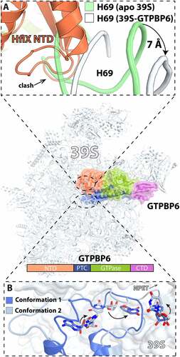 Figure 9. Cryo-EM structure of GTPBP6 bound to the 39S mitoribosome subunit. (A) Close-up view of the interactions between the GTPBP6 N-terminal domain (PDB 7OF4, orange [Citation129]) and H69. Helix H69 in the apo 39S subunit is green (PDB 6NU3 [Citation112]), showing that it is not compatible with the binding of GTPBP6, shifting by ~7 Å (PDB 7OF4, white [Citation129]). (B) Two conformations of the PTC region upon GTPBP6 binding to the 39S mitoribosome subunit. Superimposition of the 39S subunit with PTC conformation 1 (PDB 7OF4, dark blue [Citation129]) with that of the 39S subunit with PTC conformation 2 (PDB 7OF6, light blue [Citation129]) reveals rearrangements of PTC residues A3089 (E. coli A2602), U3072 (E. coli U2585), and U2993 (E. coli U2506).