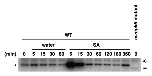 Figure 3. SA treatment rapidly activates OsMPK6 in rice Oc cells. Rice Oc cells were treated with SA or water, and then kinase activities in the cell extracts were assayed by an in-gel assay using MyBP as a substrate.Citation7 The OsMPK6 activity, which is not detected in the osmpk6 mutant, is indicated by *. In the osmpk6 mutant, a faster migrating band due to another kinase activity (**) was detected. An arrow indicates nonspecific bands.