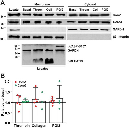 Figure 7. Coronins do not translocate upon platelet stimulation. (A) Washed human platelets (8 × 108/ml) were treated with 1 mM EGTA, 10 nM indomethacin and 2 U/ml apyrase for 20 min at 37°C to prevent aggregation. They were then treated with 0.1 U/ml thrombin, 50 µg/ml collagen or 100 nM PGI2 for 1 min at 37°C prior to lysis and subcellular fractionation. Fractions were normalized by volume and resolved on 12% SDS-PAGE, blotted onto PVDF membrane and probed with antibodies for Coro1 and Coro3. Integrin β3 was used as a membrane marker and GAPDH as a cytosolic marker. The phosphoproteins pMLC-S19 and pVASP-S157 were used as markers of the effects of thrombin/collagen and PGI2, respectively, and GAPDH as a loading control. (B) Membrane-associated Coro1 and Coro3 upon stimulation were quantified by densitometry, normalized to integrin β3 and expressed relative to the respective coronin in the basal membrane fraction. Data represent the mean ± SEM of 3–6 independent experiments. No statistically significant differences were found relative to basal for any coronin using Mann-Whitney U and Kruskal-Wallis tests.