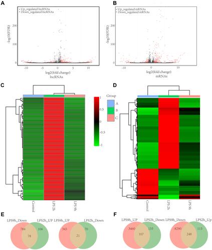Figure 3 The distinct lncRNA and mRNA expression profiles between LPS-induced AM and control AM. Volcano plots of differentially expressed lncRNAs (A) and mRNAs (B); The heatmap represents hierarchical clustering for differentially expressed lncRNAs (C) and mRNAs (D) at 0 h, 2h, and 9 h; lncRNAs (E) and mRNAs (F) that are significantly upregulated and downregulated at 2 h compared to 9 h. were shown by the Venn diagram between LPS-stimulated AM and control AM. The range of colors from green to red indicates expression value from relatively low to high, respectively (n=3 for the LPS-stimulated group and the control group, respectively).