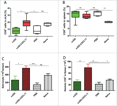 Figure 4. vvDD-CXCL11 treatment led to the accumulation of more CD8+ T cells in the spleen and mesenteric lymph nodes. Tumor-bearing mice were treated as described in Fig. 2. Mesenteric lymph nodes and spleens were harvested and single cells were stained with APC-α-CD8+ Ab day 20 post tumor cell inoculation. The percentage of CD8+ T cells in mesenteric lymph nodes and spleens are shown in (A) and (B). Whole splenocytes and absolute splenic CD8+ T cells are shown in (C) and (D).