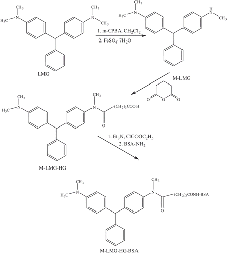 Figure 2. Synthetic scheme for the synthesis of LMG hapten and subsequent formation of immunogen by conjugation to a carrier protein (BSA).