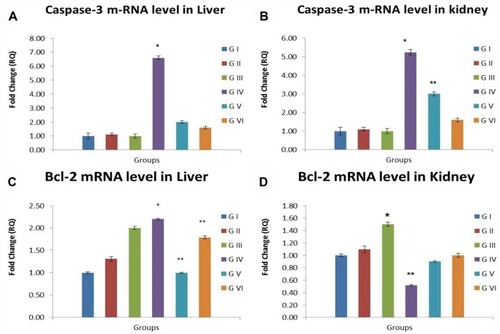 Figure 9 Bar chart representing (A) caspase-3 m RNA level in liver, (B) caspase-3 m RNA level in kidneys, (C) Bcl-2 m RNA level in liver, (D) Bcl-2 m RNA level in kidneys. Values represented as Mean ± SD. *Indicates significant difference from the corresponding control group (G1) at P ≤ 0.05. **Indicates significant difference from the corresponding CuO-NPs group (G4) at P ≤ 0.05.Abbreviations: G1, control group; G2, group received 1 mL/kg bwt PJ; G3, group received 3 mL/kg bwt PJ; G4, group received CuO-NPs; G5, group received CuO-NPs + 1 mL/kg bwt PJ; G6, group received CuO-NPs + 3 mL/kg bwt PJ.