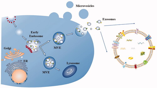 Figure 2. Biogenesis of extracellular vesicles and exosomes. Microvesicles bud from the plasma membrane. Exosomes are small vesicles that form early endosomes and multivesicular endosomes (MVEs), which are released through the fusion of MVEs with the plasma membrane. Other MVEs enter the lysosome. Dots represent clathrin-coated vesicles or clathrin coats, rectangles and triangles represent transmembrane proteins and membrane-associated proteins, respectively.