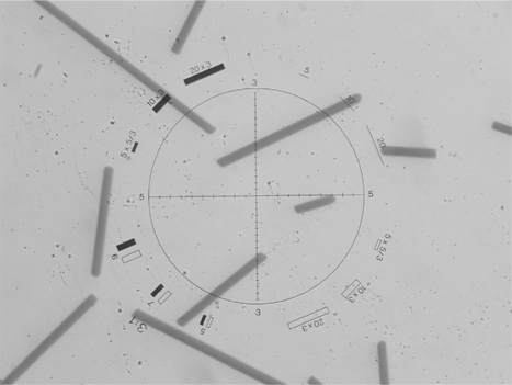 Figure 4 Fiber counting/measuring with G22 Walton-Beckett gratitude (under 400× magnification).