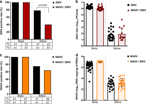 Fig. 5 NHUV infection reduces ZIKV transmission in Ae. aegypti.Ae. aegypti IT inoculated with NHUV, ZIKV, or NHUV and ZIKV. a Percent of bodies positive for ZIKV and percent of saliva expectorants positive for ZIKV for mosquitoes IT inoculated with ZIKV or NHUV and ZIKV. b ZIKV titers of mosquito bodies or salivary expectorants for mosquitoes IT inoculated with ZIKV or NHUV and ZIKV. c NHUV RNA detection percentages in bodies and saliva expectorants of Ae. aegypti IT inoculated with NHUV or NHUV and ZIKV by NHUV-specific qRT-PCR. d NHUV RNA copy number of mosquito bodies and salivary expectorants
