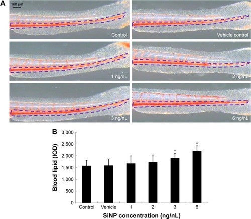 Figure 5 Visualization of blood lipids in high-cholesterol diet zebrafish.Notes: (A) Oil red O staining for blood lipids in high-cholesterol diet zebrafish larvae. (B) Quantitative analysis of relative intensity of blood lipids stained by oil red O. Data expressed as mean ± SD (n=30). *P<0.05 compared with control.Abbreviation: SiNP, silica nanoparticle.