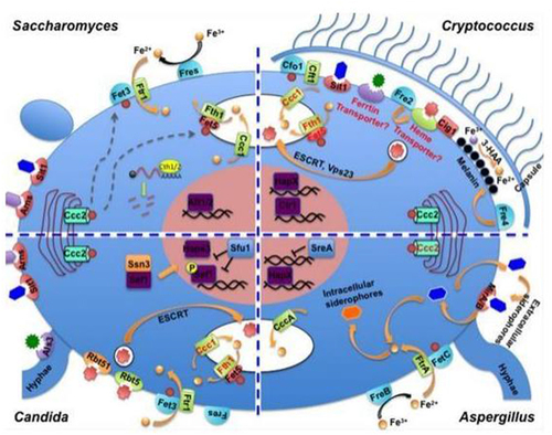 Figure 3 Schematic representation of the most commonly used nanomedicine types composed of different kinds of materials.