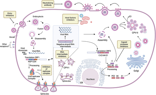 Figure 2. MAYV replication. The replication cycle and genomic structures. Possible targets for antiviral therapies are indicated in boxes. Cytopathic vacuoles I and II (CPV-I and CPV-II), endoplasmic reticulum (ER). Created with BioRender.com.