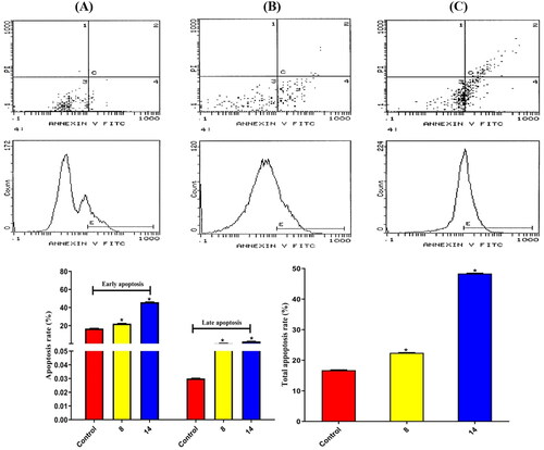 Figure 10. Results of compounds 8 and 14 on apoptosis in HEPG2 cells following 48 h. (A) Control, (B) Compound 8, and (C) Compound 14.