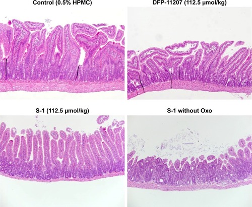 Figure 8 Histochemical evaluation of GI tissues (jejunum) in rats treated with each 112.5 µmol/kg of DFP-11207 and S-1.