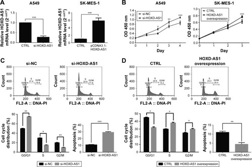 Figure 2 The expression of HOXD-AS1 affects NSCLC cell proliferation, cell cycle and apoptosis.