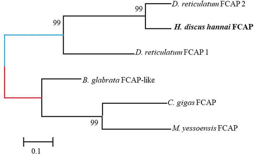 Figure 3. A phylogenetic tree of feeding circuit-activating neuropeptide precursor (FCAP) was constructed using the neighbor-joining method to determine the evolutionary relationship among the FCAP precursors of invertebrate