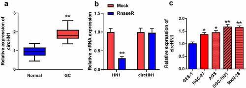 Figure 1. Circ-HN1 expression upregulated in GC. (a) RT-qPCR was conducted to test the relative expression of circ-HN1 in tumor tissues and matched para-carcinoma tissues. (b) Relative RNA expression was detected using RT-qPCR after Rnase R treatment. (c) Circ-HN1 expression evaluated by RT-qPCR in gastric mucosal epithelial GES-1 cells and GC cells (HGC-27, AGS, SGC-7901 and MKN-28). **P < 0.01. *P < 0.05.