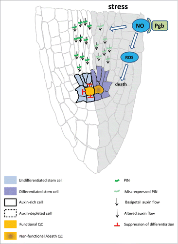 Figure 1. Schematic representation of Phytoglobin (Pgb) in the root apical meristem (RAM) conditions of stress, The function of the RAM relies on the PIN-mediated basipetal flow of auxin specifying the quiescent center (QC), which suppresses the differentiation of the surrounding stem cells. Conditions of stress produce NO which destabilizes the auxin flow and the viability of the QC resulting in the precocious differentiation of the stem cells leading to root growth arrest. Over-accumulation of NO also results in ROS-mediated cell death. By scavenging NO, Pgbs retain QC and meristem function during conditions of stress.