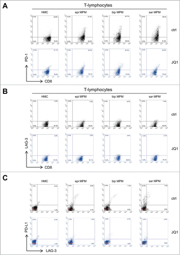 Figure 5. JQ1 reduces the levels of PD-1/PD-L1 and LAG-3 in CD8+ T-lymphocytes and in MPM cells. (A, B) Representative dot plots of CD8+ PD-1+ and CD8+ LAG-3+ T-lymphocytes, isolated from PBMC after 6-days co-culture with HMC or MPM cells (epi: epithelioid; bip: biphasic; sar: sarcomatoid), in medium containing DMSO (ctrl) or 250 nM JQ1, determined by flow cytometry. (C) Representative dot plots of PD-L1+ and LAG-3+ HMC or MPM cells, incubated for 6 days in medium containing DMSO (ctrl) or 250 nM JQ1.