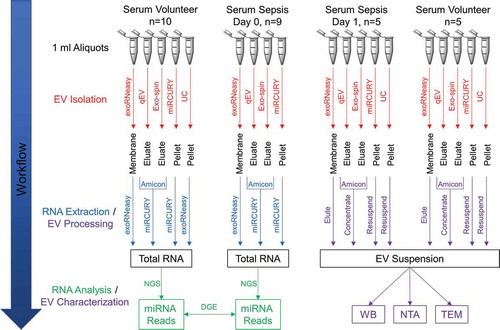 Figure 1. Schematic summary of EV isolation, RNA extraction and downstream analyses. EVs were isolated from human serum using five (healthy donors) or four (sepsis patients) different methods. After extracting total RNA from EV isolates, small RNA species were profiled by NGS. Differential expression of miRNAs between volunteers and patients was assessed to identify potential biomarker candidates. Sera from a subset of volunteers and patients were used to additionally characterize isolates from each method by Western blot (WB), nanoparticle tracking analysis (NTA) and transmission electron microscopy (TEM).