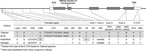 Figure 2. Gene structure and mutation sites of NAL1 in Takanari, IR 64, Koshihikari, and Daringan. Gray bars represent exons; white bars represent 5′- and 3′-untranslated regions.