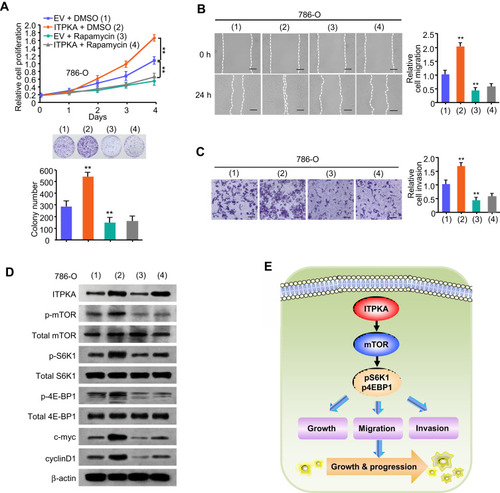 Figure 4 ITPKA regulates RCC cell proliferation, migration and invasion via activation of mTORC1 signaling pathway. (A) 786-O cells were transfected with pcDNA3.0-Empty vector (EV) or pcDNA3.0-ITPKA (ITPKA). The cell proliferation and colony formation differences were detected by CCK-8 assay among 4 groups (including EV [DMSO], ITPKA [DMSO], EV [Rapamycin], and ITPKA [Rapamycin]). (B and C) The cell migration (B) and invasion changes (C) were detected by wound-healing and transwell assay among the above-mentioned 4 groups. (D) The Western-blot assay was performed to detect the proteins involved in the mTORC1 signaling pathway of the 4 groups. (1), (2), (3), (4) represent 786-O cells treated with EV + DMSO, ITPKA + DMSO, EV + Rapamycin, ITPKA + Rapamycin, respectively (A–D). All experiments were performed three times independently, and the data were presented as the mean ± SD. **p < 0.01 versus corresponding EV + DMSO. (E) Proposed model for ITPKA activation of mTORC1 signaling pathway and subsequent enhancement of growth, migration and invasion of RCC cells, thus leading to RCC growth and progression.