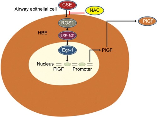 Figure 6 A schematic representation depicting the ROS/ERK/Egr-1 axis involved in CSE-induced PlGF expression in airway epithelial cells.