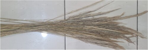 Figure 3. Image of Ichu fibre.