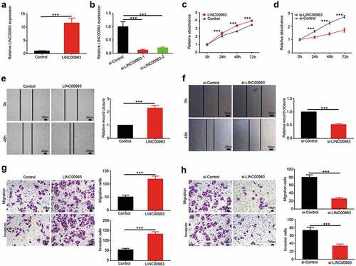 Figure 2. LINC00963 enhances proliferation and migration of OS cells. (a) The transfection effect of LINC00963 overexpression was determined by qRT-PCR. (b) The transfection effect of LINC00963 underexpression was determined by qRT-PCR. (c) Cell counting kit-8 (CCK8) assays were carried out to investigate cell growth after LINC00963 overexpression. (d) Cell counting kit-8 (CCK8) assays were carried out to investigate cell growth after LINC00963 underexpression. (e) Wound healing assays were performed to assess cell mobility after LINC00963 overexpression. (f) Wound healing assays were performed to assess cell mobility after LINC00963 underexpression. (g) Transwell migration and invasion assays were conducted to examine cell migration and invasion after LINC00963 overexpression. (h) Transwell migration and invasion assays were conducted to examine cell migration and invasion after LINC00963 underexpression. Data are shown Mean ± SD, *P < 0.05, **P < 0.01, *** P < 0.001, n.s. (no significance).